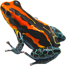 Blackwater Dart Frog
